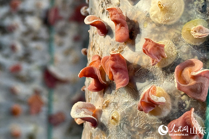 菌包上長滿了粉紅色的木耳。人民網記者 劉祺攝