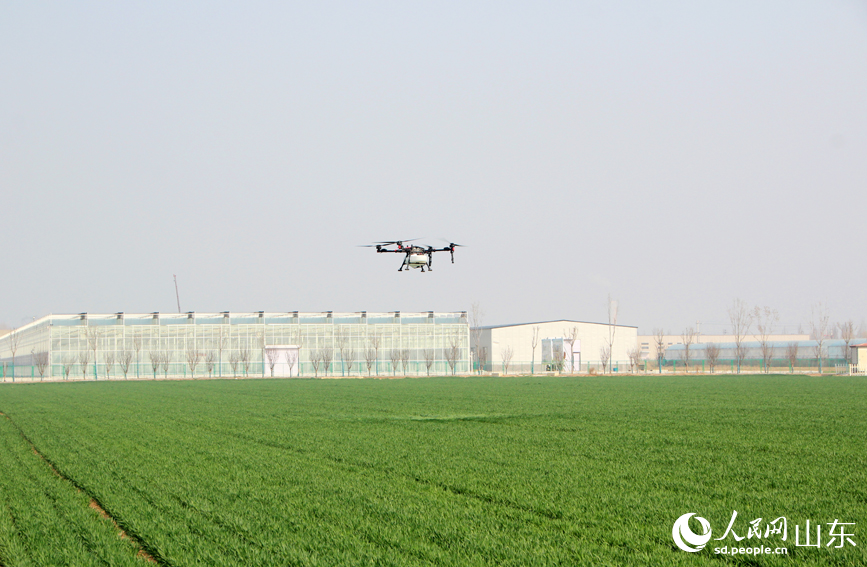 無人機在麥田上方作業。人民網記者 宋翠攝