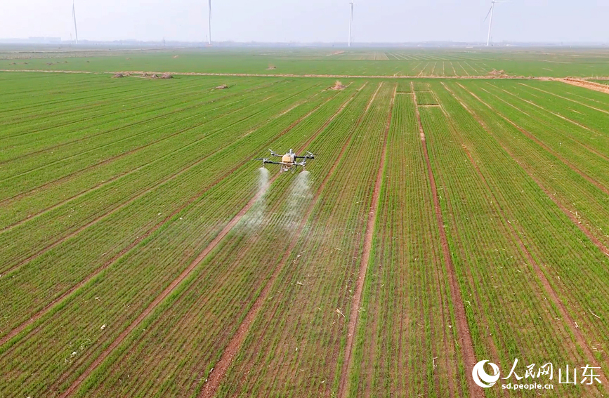無人機按照預設航線低空飛行。人民網記者 宋翠攝