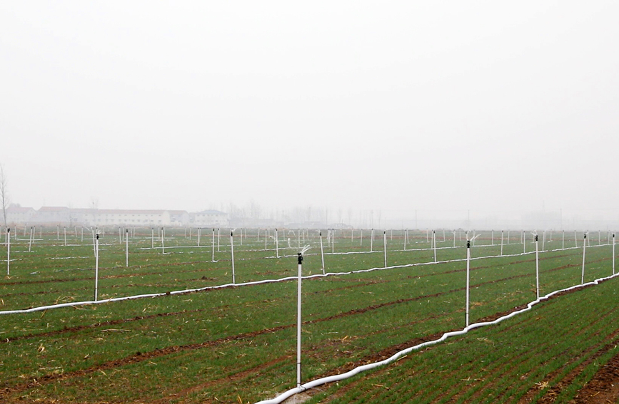 立杆噴灌在作業。張金靜攝