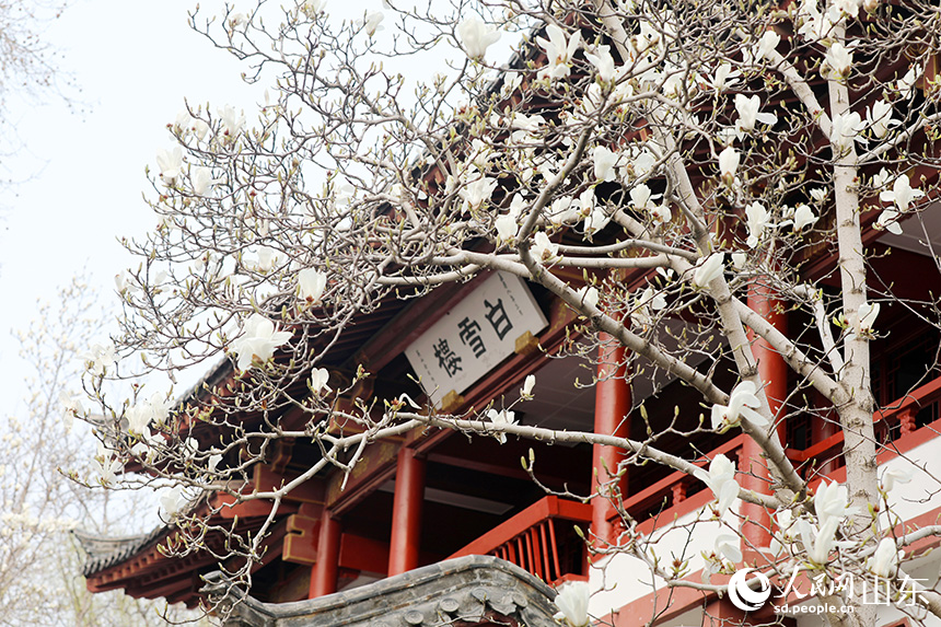 趵突泉白雪樓前，盛開的玉蘭花與古建筑相映成景。人民網記者 劉祺攝