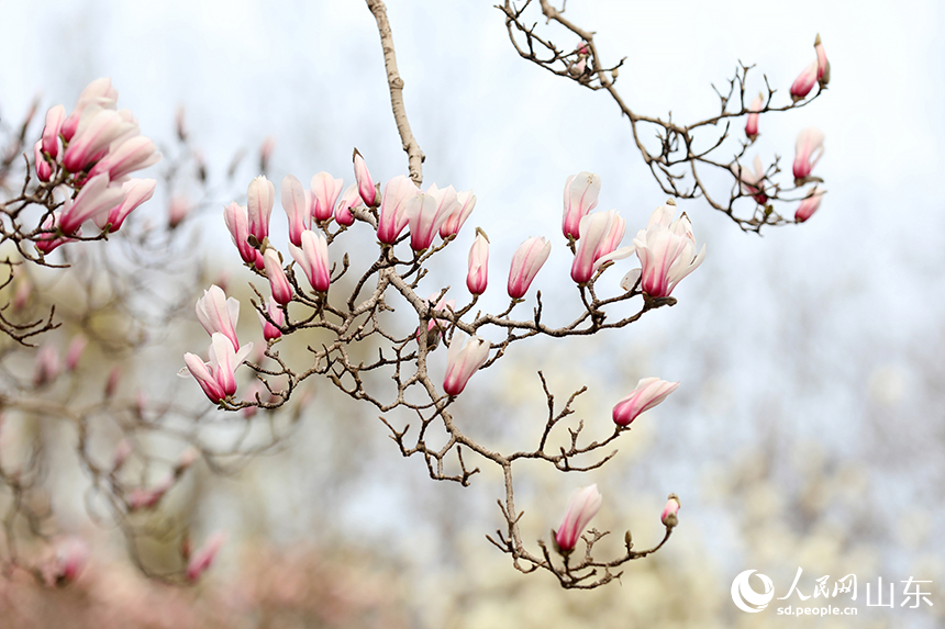 粉白相間的玉蘭花綴滿枝頭。人民網記者 劉祺攝