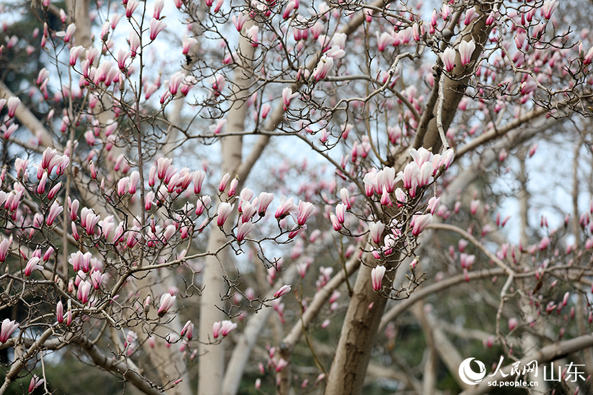 粉白相間的玉蘭花綴滿枝頭。人民網記者 劉祺攝