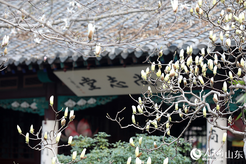 尚志堂旁，玉蘭含苞待放，與泉水、庭院構成詩意畫面。人民網記者 劉祺攝