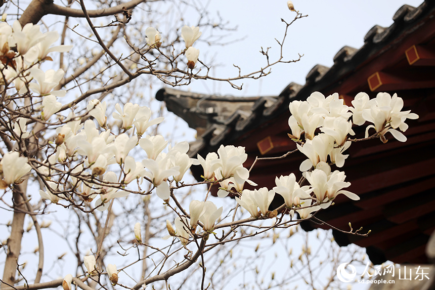 盛開的白玉蘭與古建相映成景，典雅如畫。人民網記者 劉祺攝