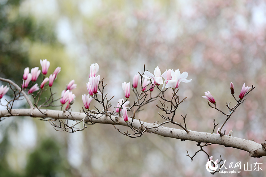 粉白相間的玉蘭花綴滿枝頭。人民網記者 劉祺攝