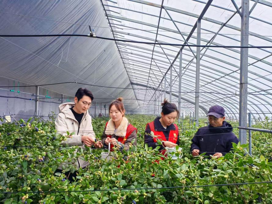 志愿者向园区工作人员请教蓝莓种植经验