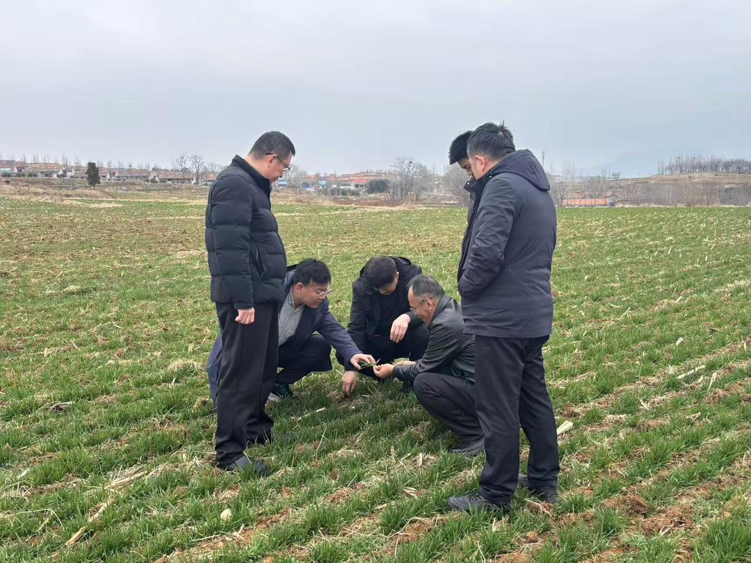 农技专家在试验田观察小麦生长情况。卢立平摄