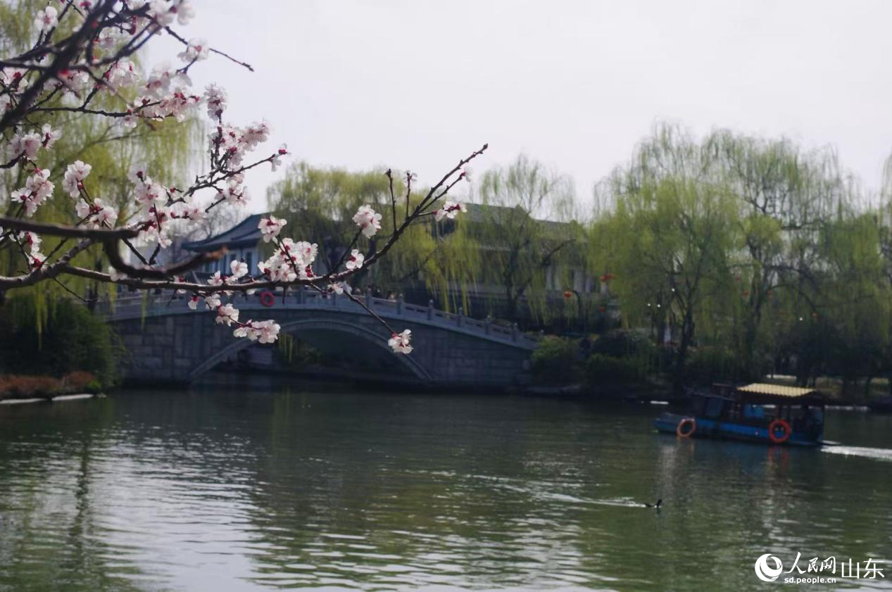 春花临水,石桥卧波,绘就明湖春日盛景。人民网记者 乔姝摄