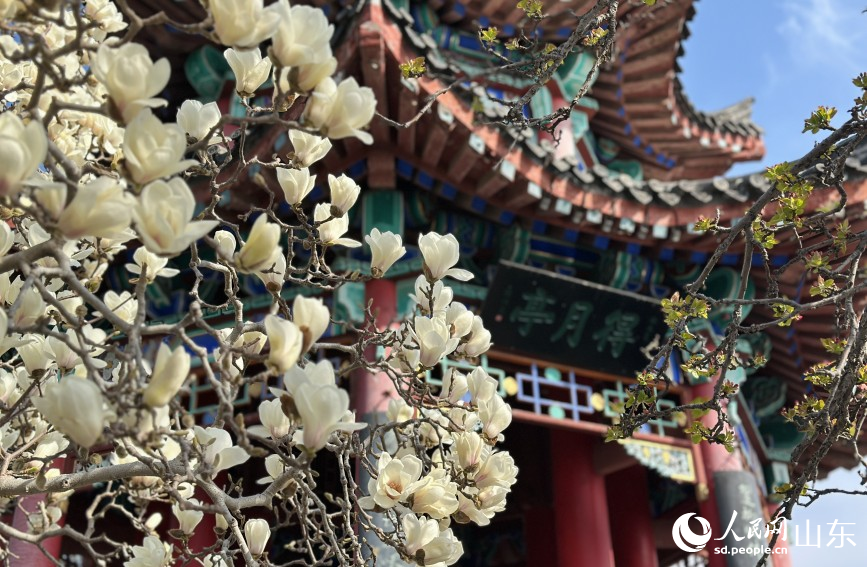 得月亭前玉兰盛放,景致清雅。人民网记者 乔姝摄