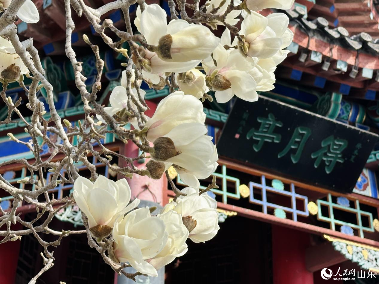 得月亭前玉兰盛放,景致清雅。人民网记者 乔姝摄