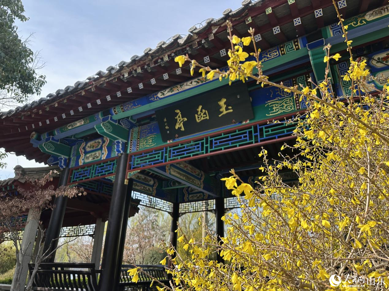 玉函亭前连翘盛放,尽显明湖早春生机。人民网记者 乔姝摄