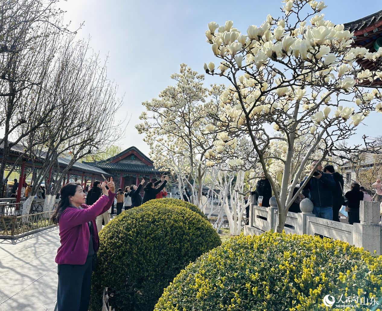 玉兰花开正盛,吸引市民游客驻足打卡。人民网记者 乔姝摄