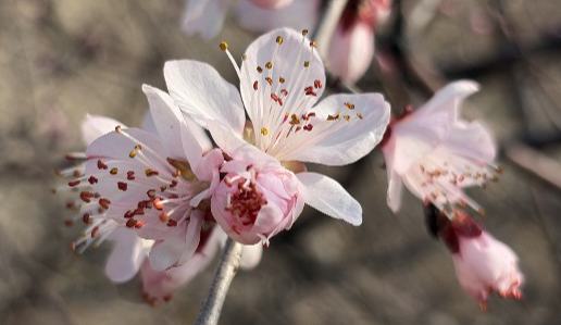 梁山桃花抢先杏花开 春日奇景引客来