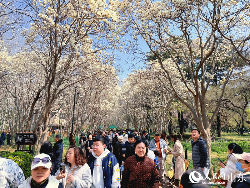 市民和游客漫步“玉兰大道”。人民网 贾晓宇摄