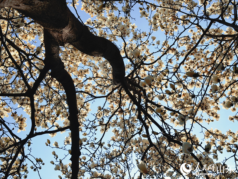 琼枝映日,素蕊朝天。人民网 贾晓宇摄