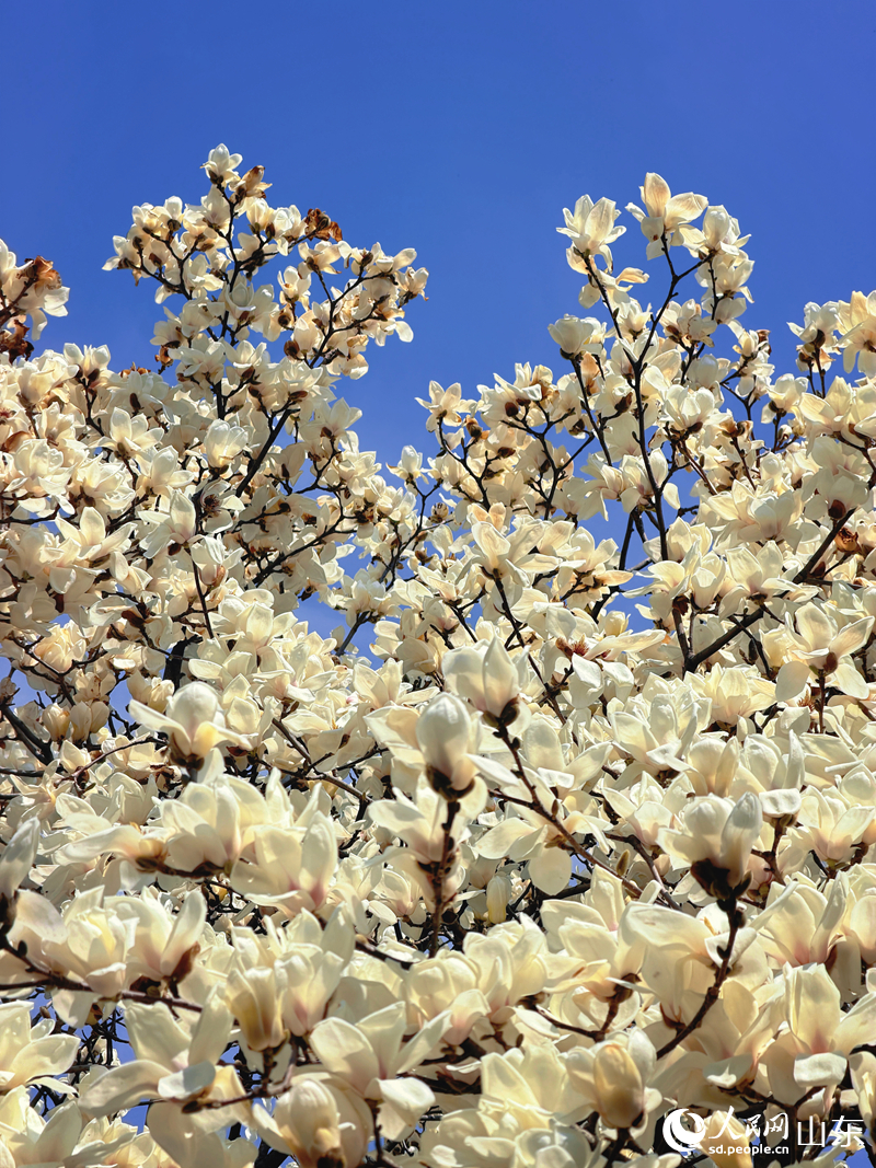 满树玉兰似云似雪。人民网 贾晓宇摄