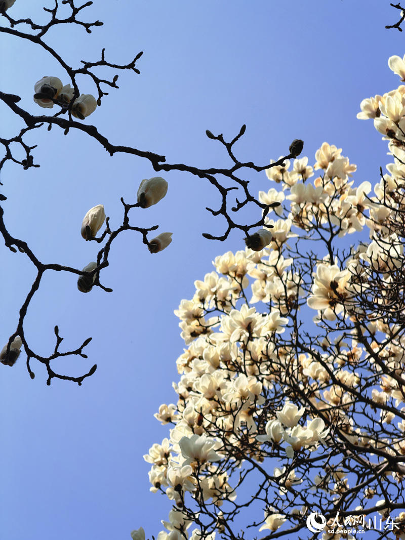 枝桠交错间的“对比美”。人民网 贾晓宇摄