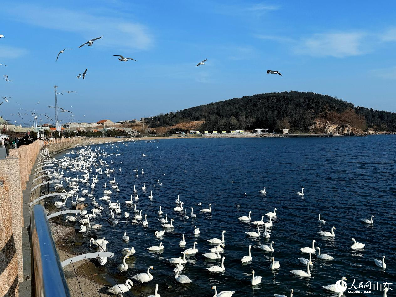 海湾里的天鹅。 人民网 李子悦摄
