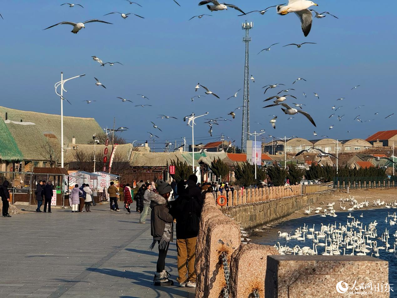 观鸿路上游客正在观赏天鹅。 人民网 李子悦摄