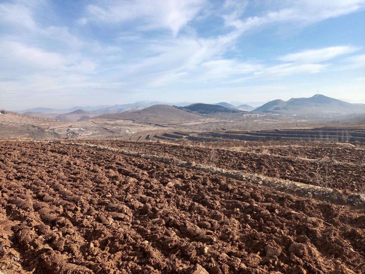 图为深耕过的烟田