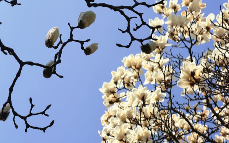 皎皎玉兰，赴一场泉城春日邀约