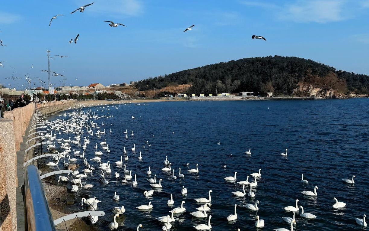 “天鹅村”的振兴路