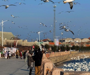 “天鹅村”的振兴路
”
