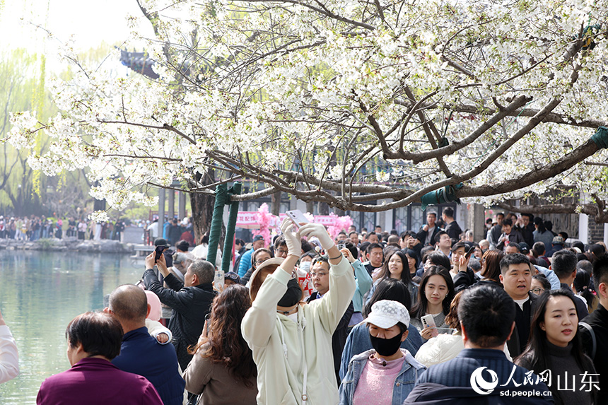 濟南五龍潭公園內，櫻花與碧水相映，吸引市民游客打卡拍照。人民網記者 劉祺攝