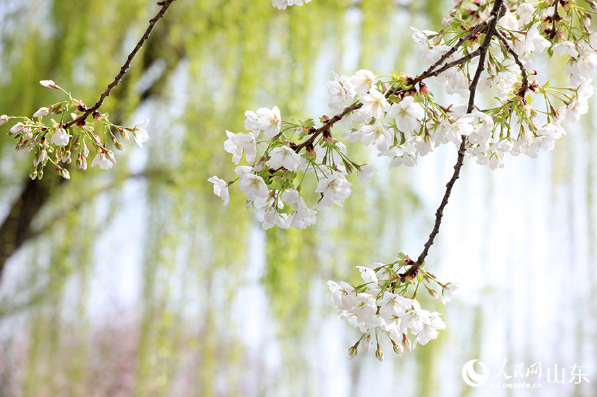 白色櫻花與嫩綠柳枝相映成趣，春意融融。人民網記者 劉祺攝