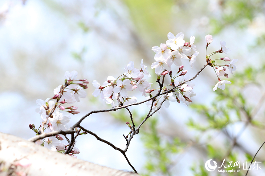 白色櫻花綴滿枝頭，如雪綻放。人民網記者 劉祺攝