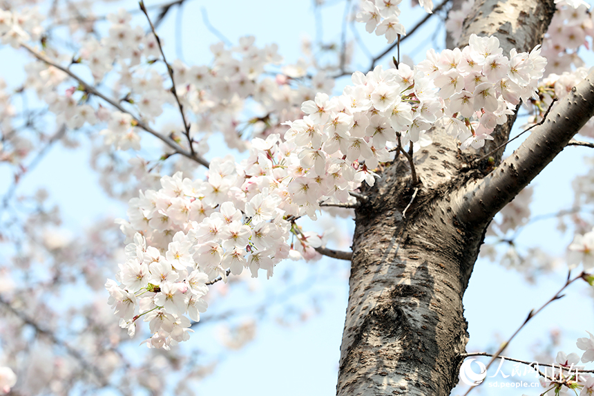 白色櫻花簇擁枝頭，素潔如雪。人民網記者 劉祺攝