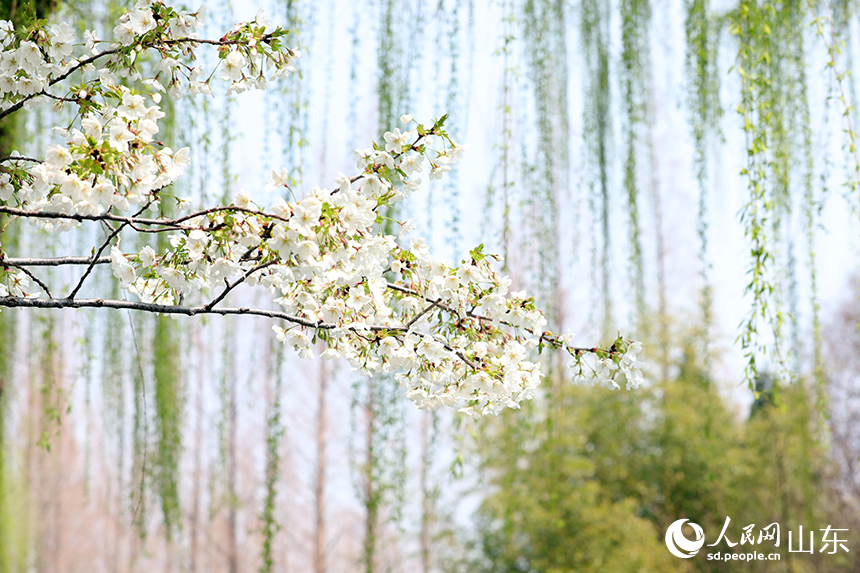 白色櫻花與嫩綠柳枝相映成趣，春意融融。人民網記者 劉祺攝