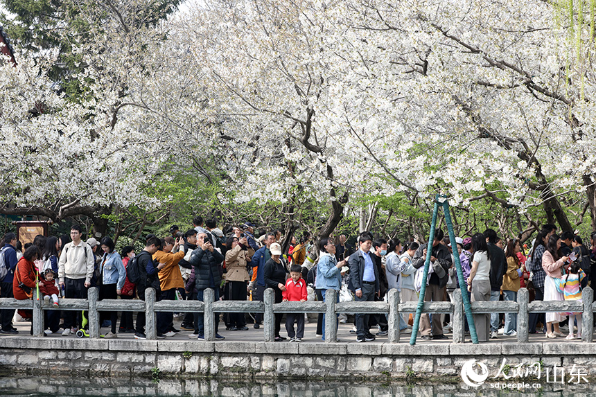 櫻花與碧水相映，吸引市民游客打卡拍照。人民網記者 劉祺攝