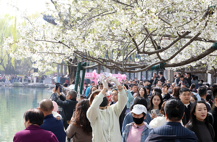 山东济南：樱花如雪引客来