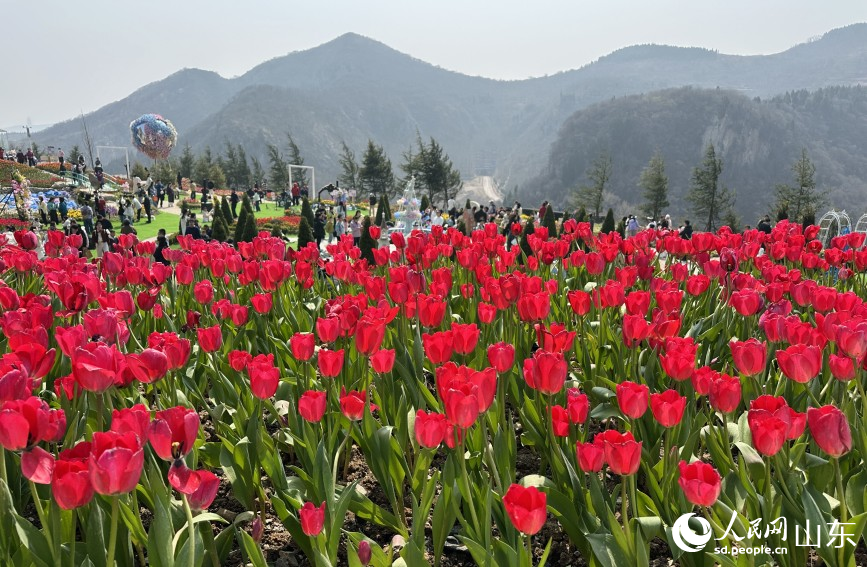 海拔600余米的山坡上，红色郁金香竞相绽放。人民网记者 乔姝摄