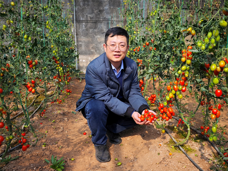 图为赵业伟在大棚采摘富硒水果西红柿