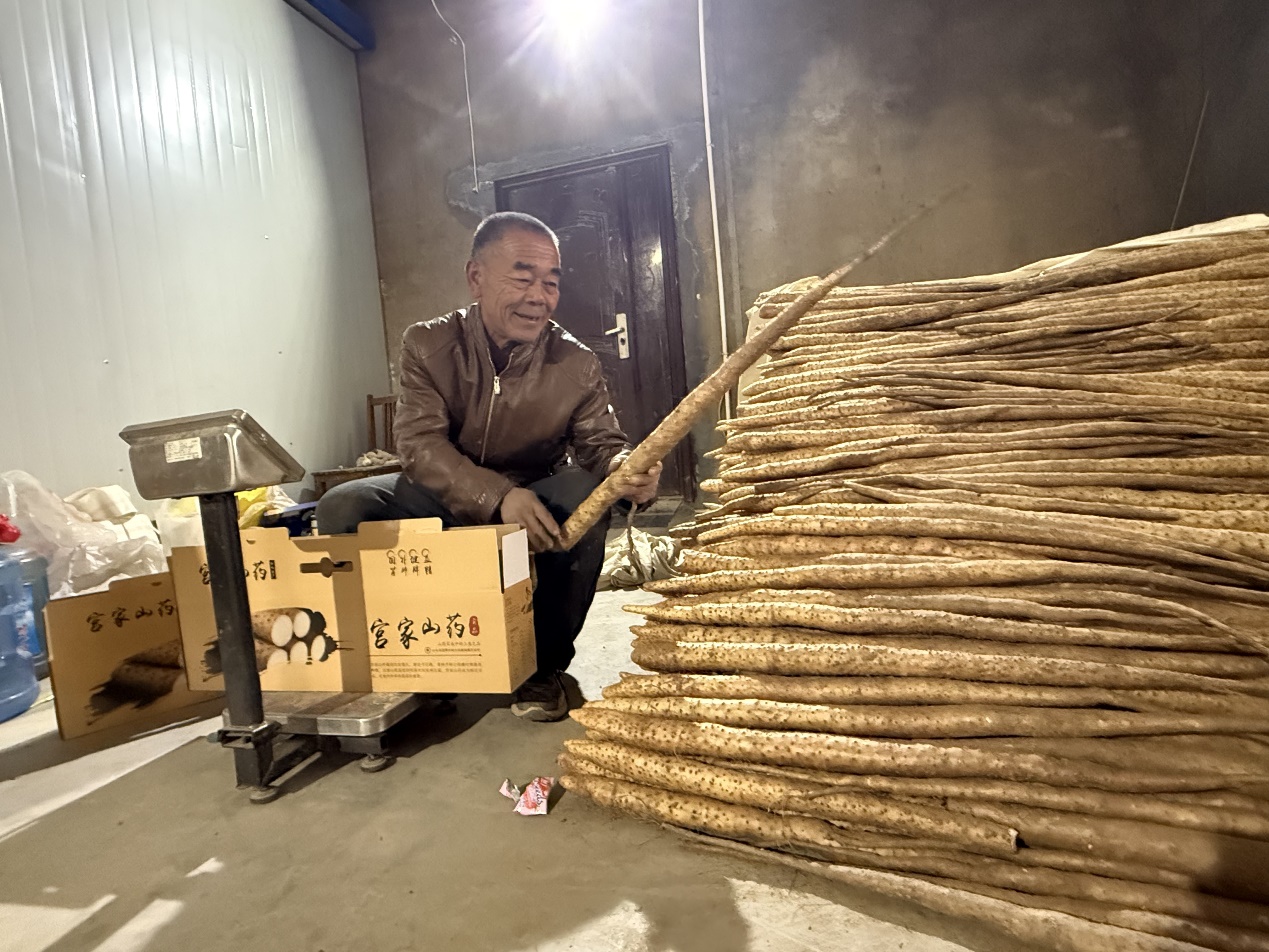 图为山药种植户董涛正在将山药装箱