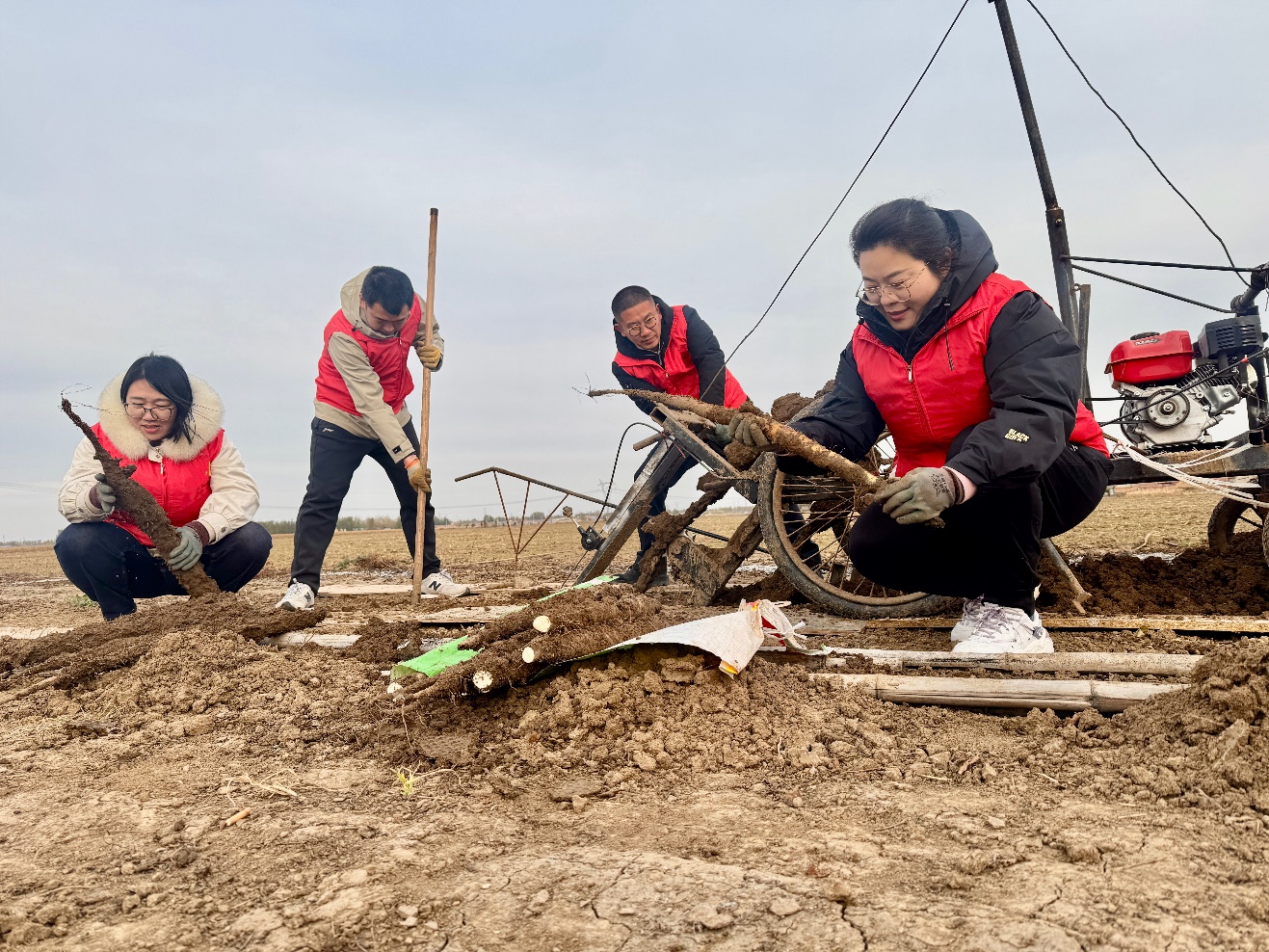 图为山药收获季，桓台烟草的工作人员帮助种植户们采挖山药