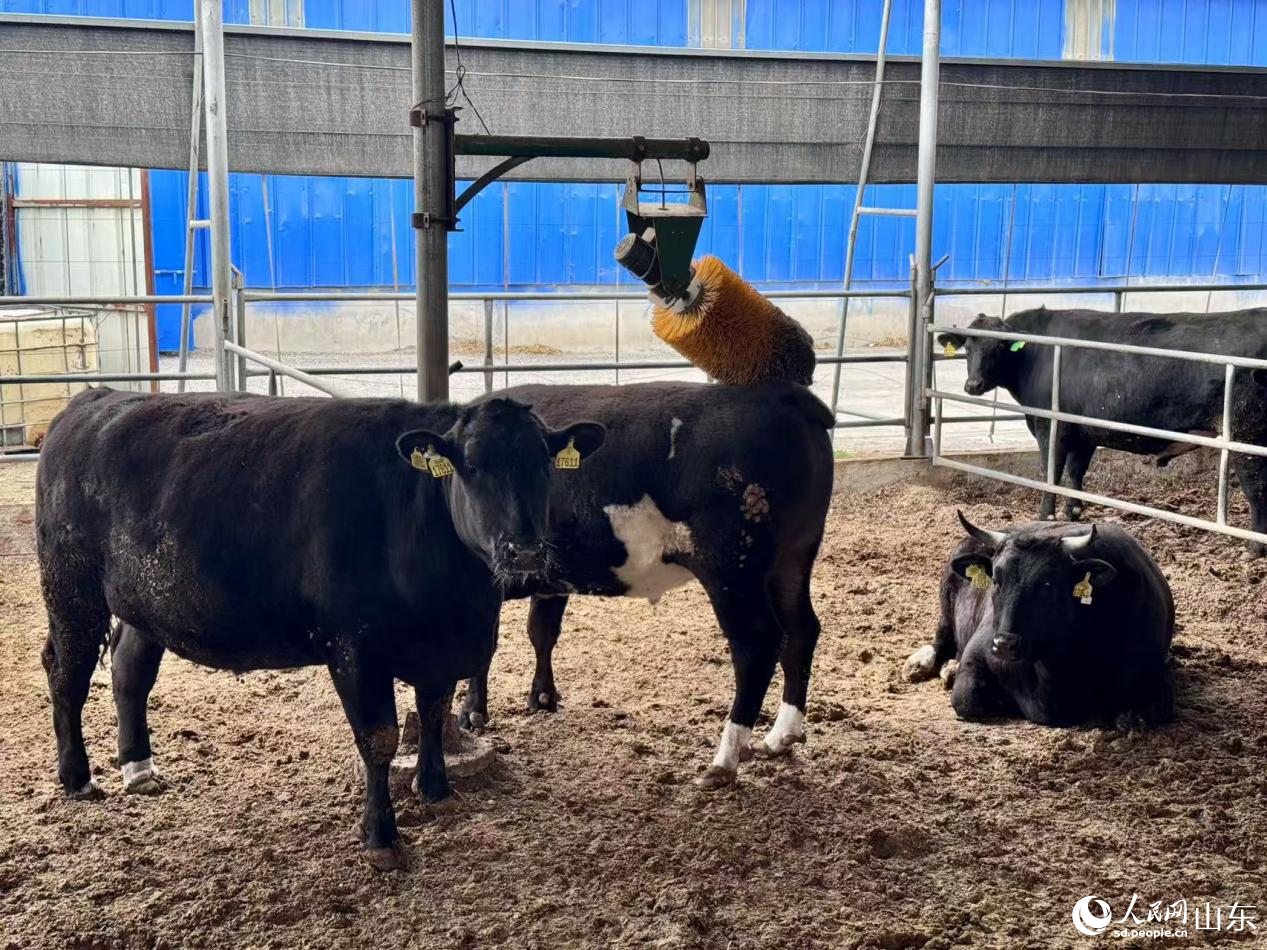 高青黑牛正在享受按摩。人民网 郑昕桥摄