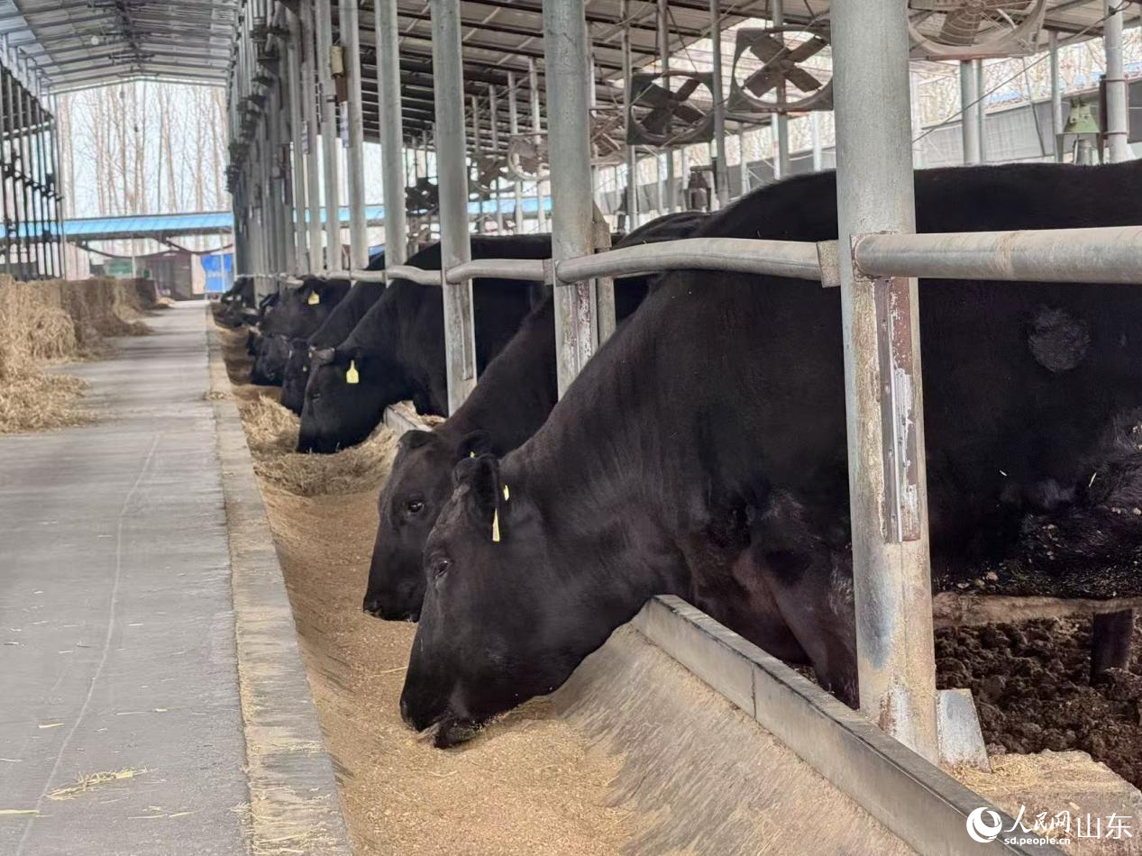 一只只佩戴着电子耳标的黑牛。人民网 郑昕桥摄