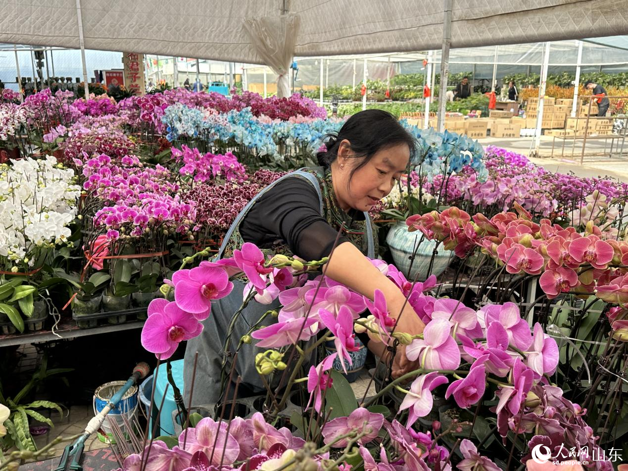 商戶正細心打理待售的蝴蝶蘭。人民網記者 喬姝攝