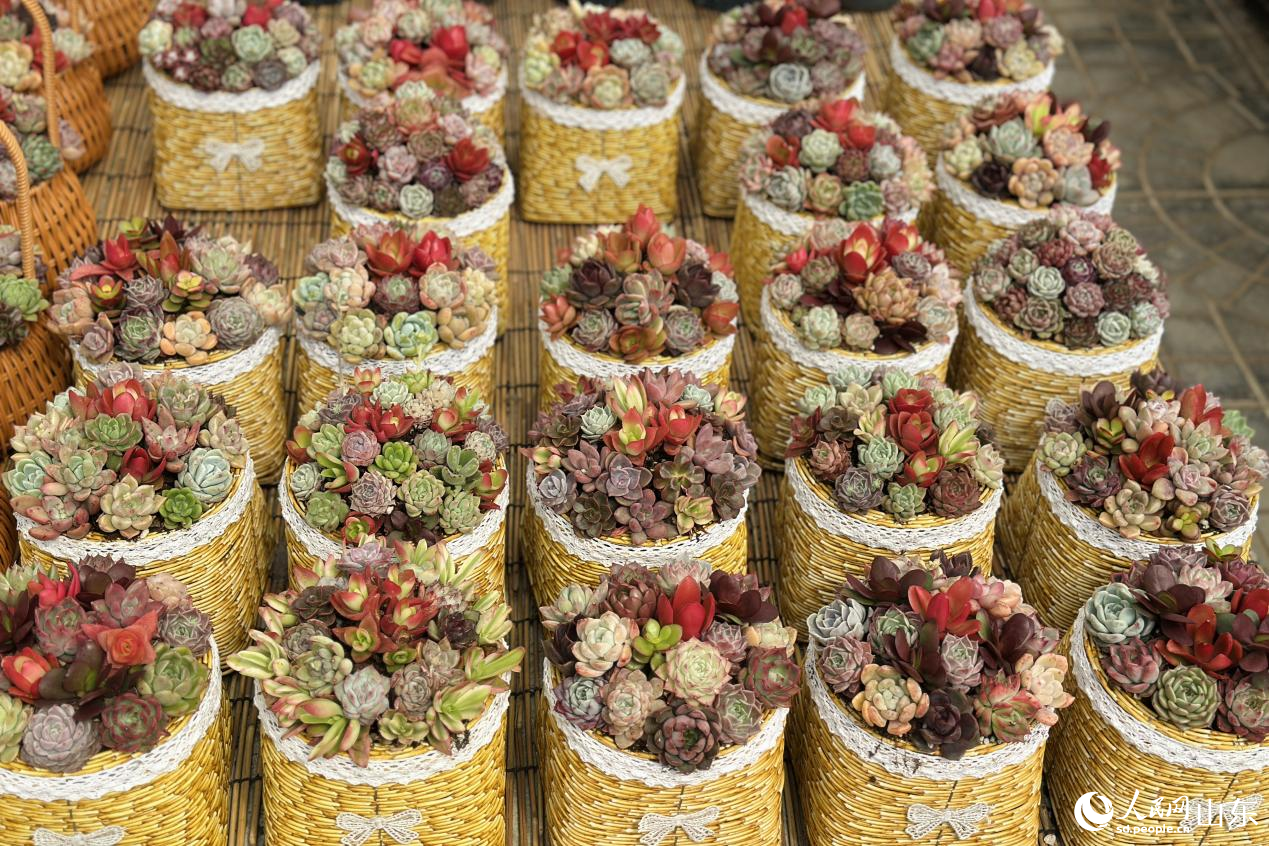 造型精巧的多肉組合盆栽色彩繽紛。人民網記者 喬姝攝