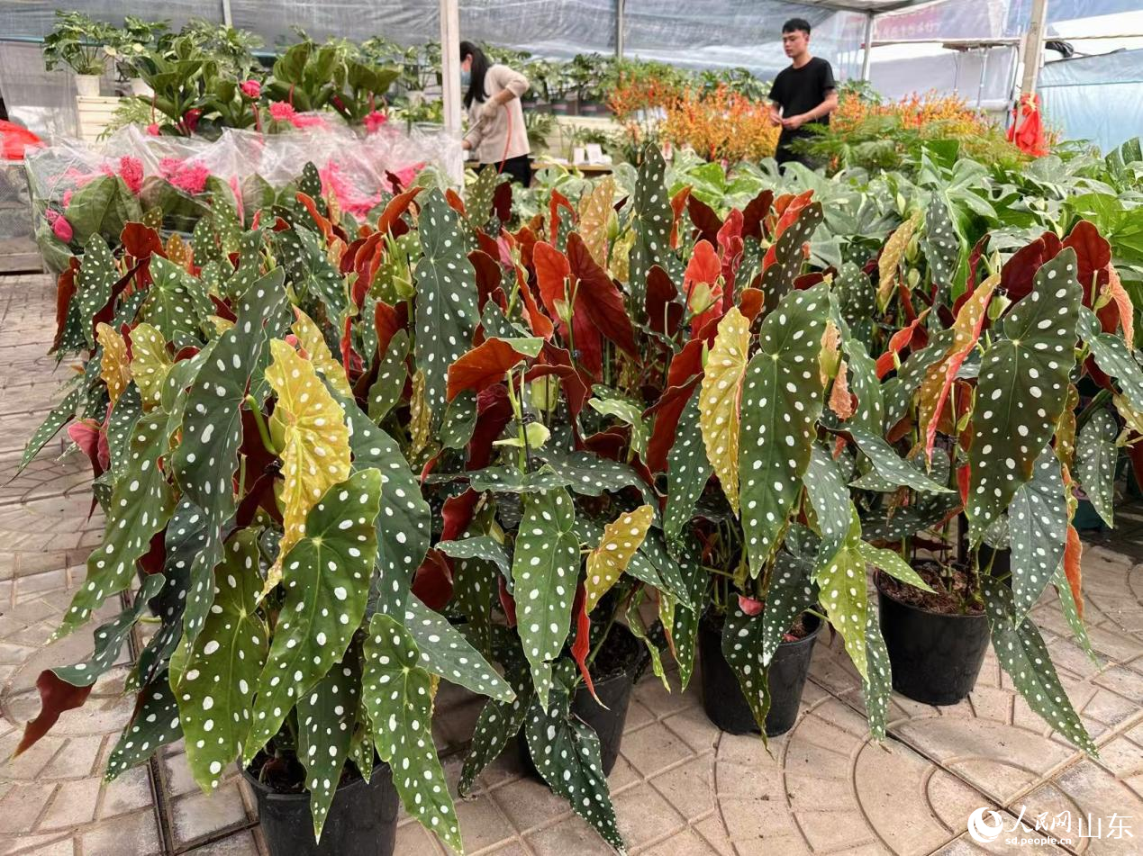 熱帶觀葉植物葉片斑斕、形態別致。人民網記者 喬姝攝