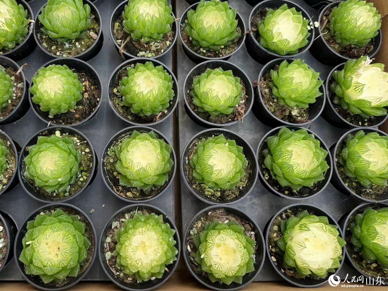 多肉植物圓潤飽滿，葉片通透。人民網記者 喬姝攝
