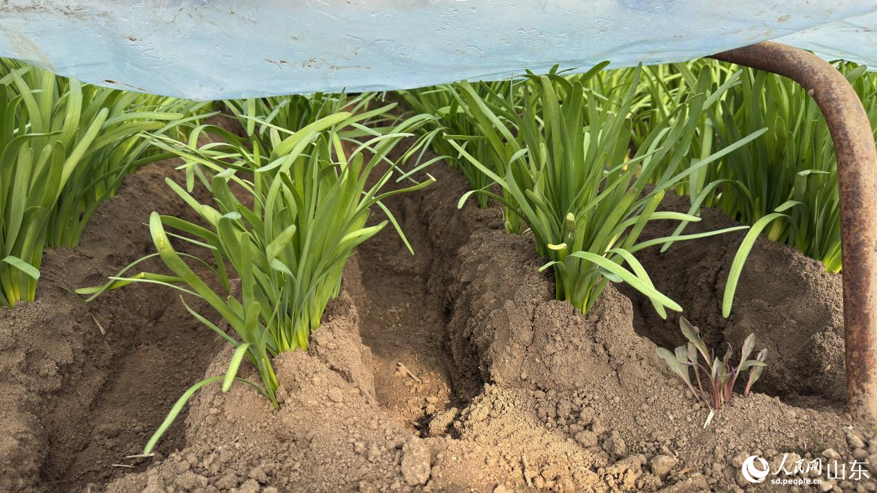 “独根红”韭菜长势喜人。人民网 庄润泽摄