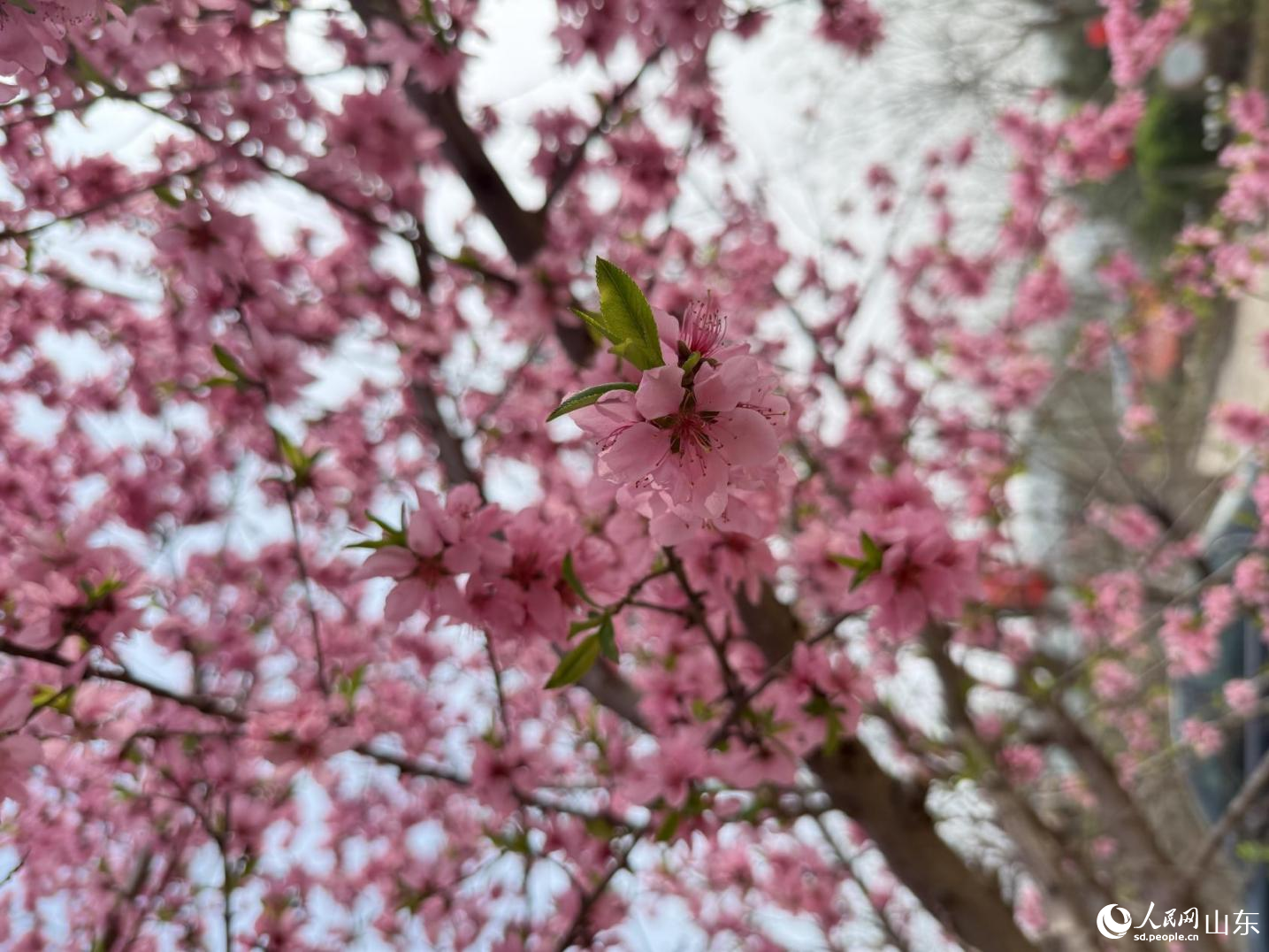 ������ز��ӭ�����һ�근�ƾ��ԷʳǴ��յ������������������� ����ͯ��