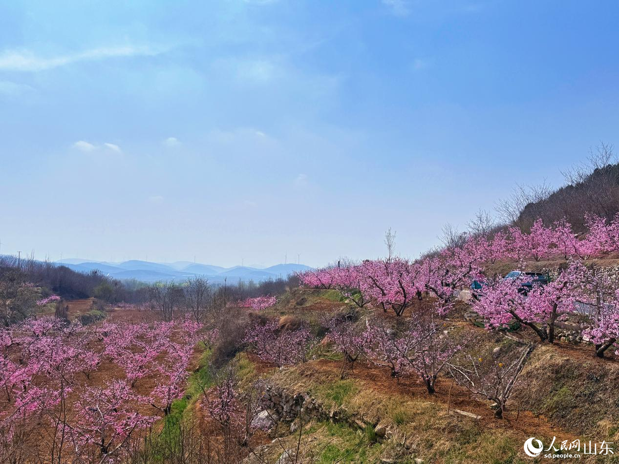 ��Ķ���ַ���ʢ�ţ�ɽ�����Ϸ�ɫ������������ ����ͯ��