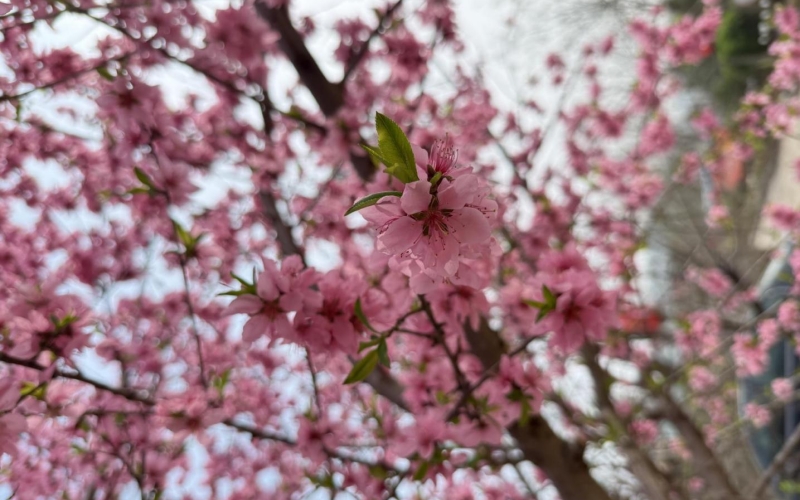山东肥城：赴一场桃花之约