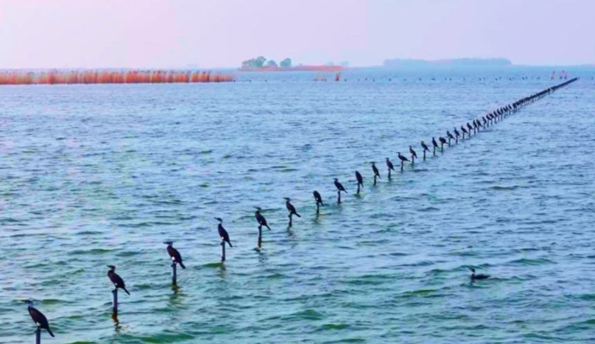 山东东平湖：候鸟翩跹生态美